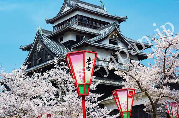 Matsue castle and cherry blossoms in spring