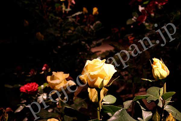 Roses of The former Furukawa Garden 2