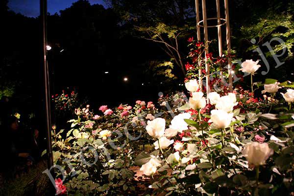 Roses of The former Furukawa Garden 3