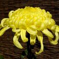 KIKU (Chrysanthemum)