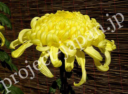 KIKU (Chrysanthemum)