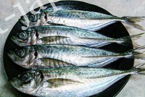 Japanese horse mackerel