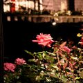Roses of The former Furukawa Garden 1