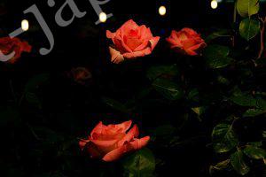 Roses of The former Furukawa Garden 4