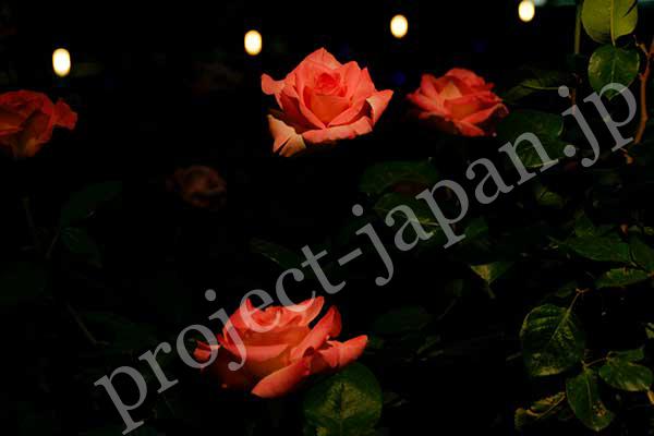 Roses of The former Furukawa Garden 4